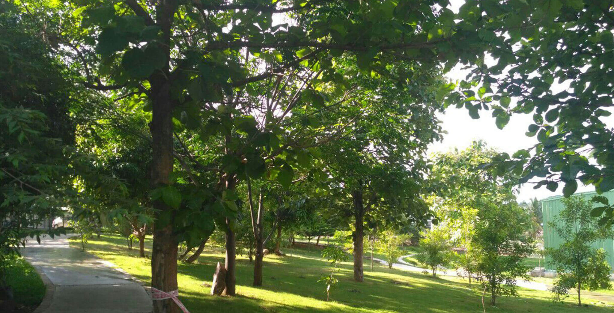 Nov 2018 - Greenery at Brigade Meadows