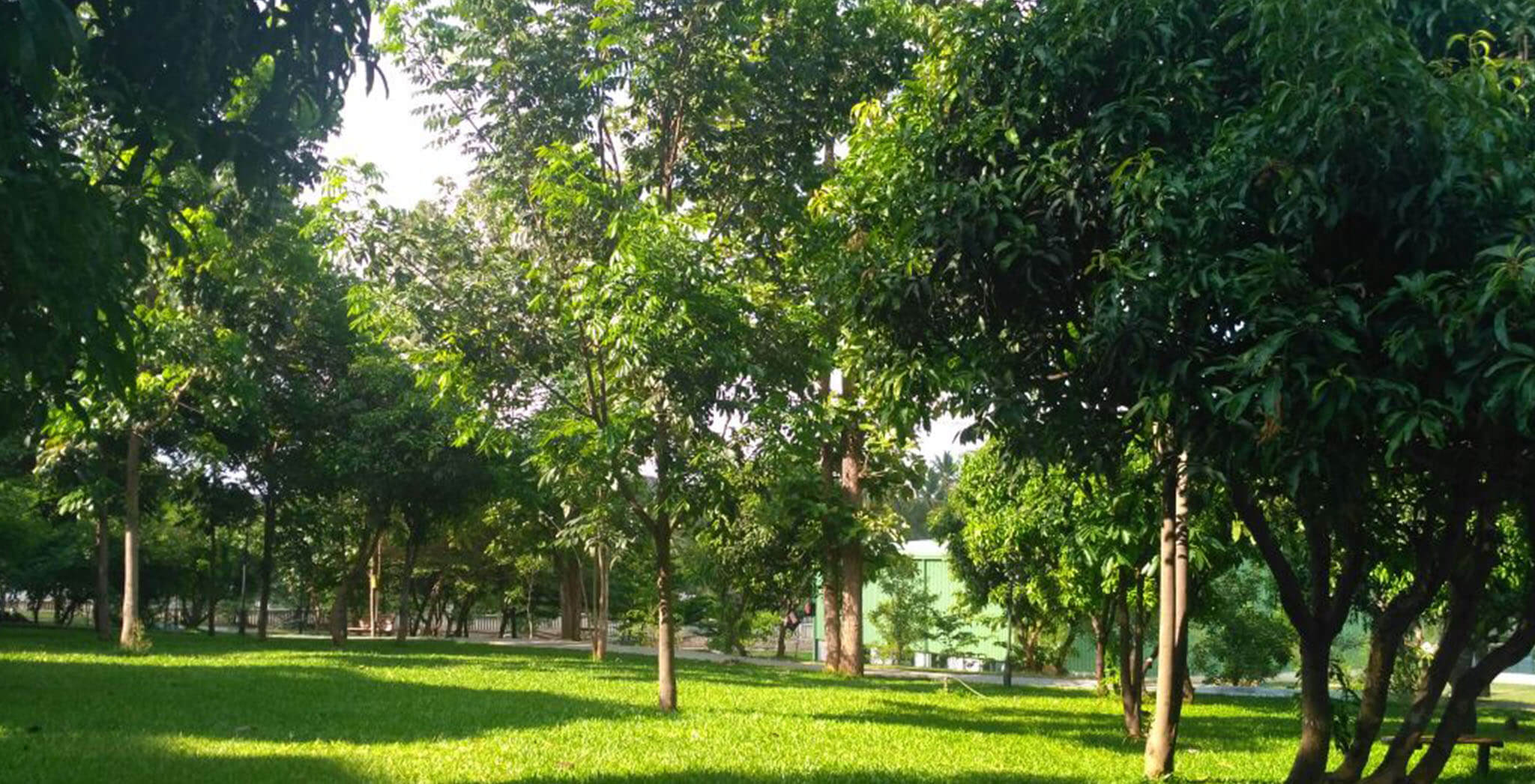 Nov 2018 - Greenery at Brigade Meadows